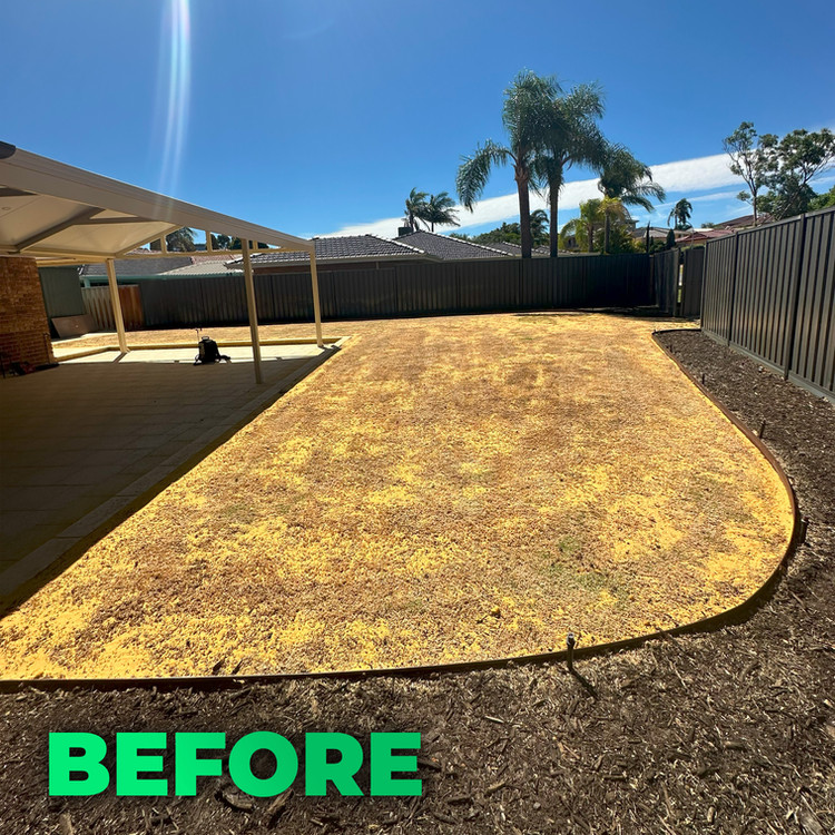 Lawn before treatment
