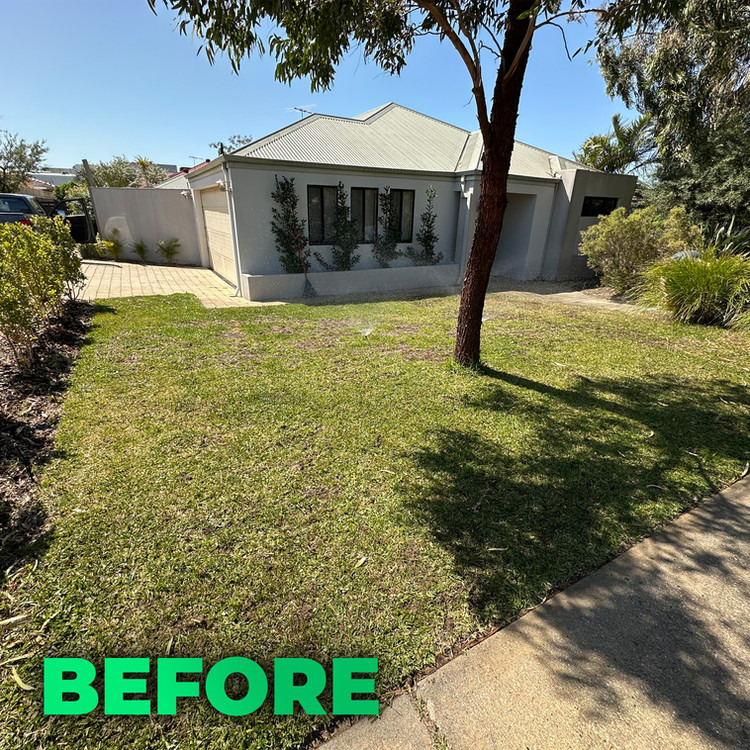 Lawn before treatment