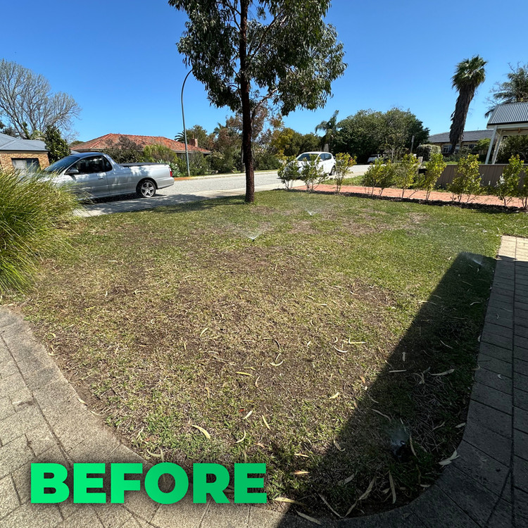 Lawn before treatment