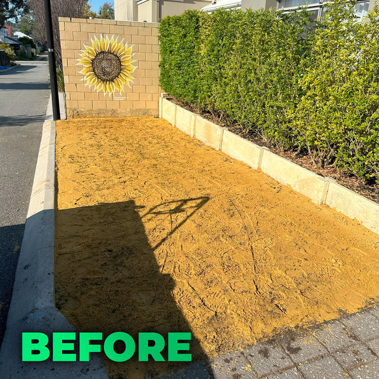 Lawn before treatment