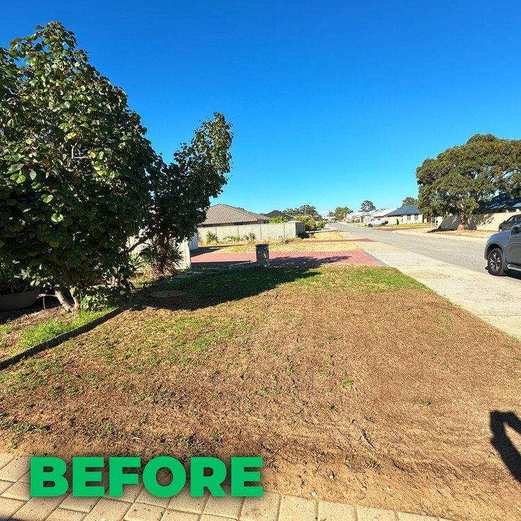 Lawn before treatment