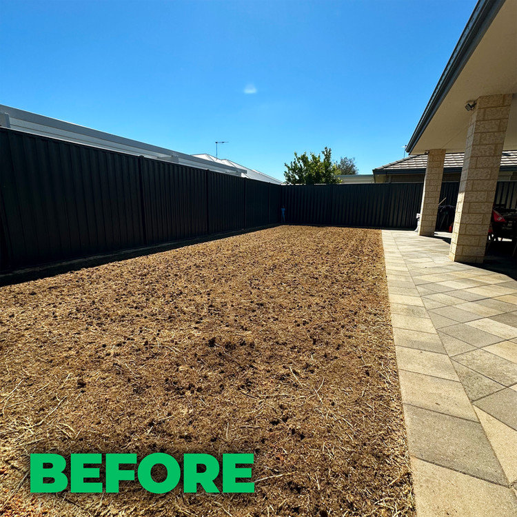 Lawn before treatment