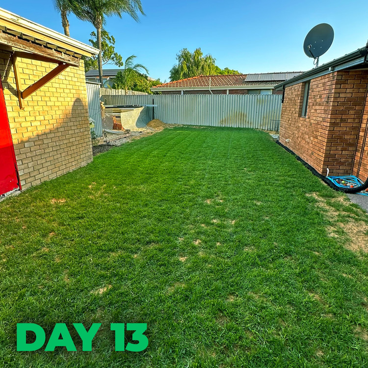 Lawn after treatment